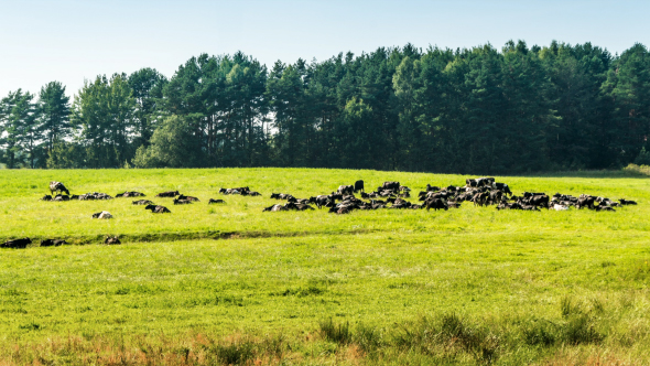 A Herd of Cows on Green Grass near Forest