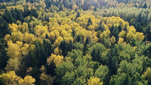Autumn Forest in Sunlight 1