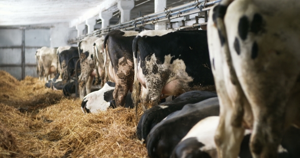 Cow Eating Hay in Farm Barn Agriculture. Dairy Cows in Agricultural Farm Barn, Stable. alt