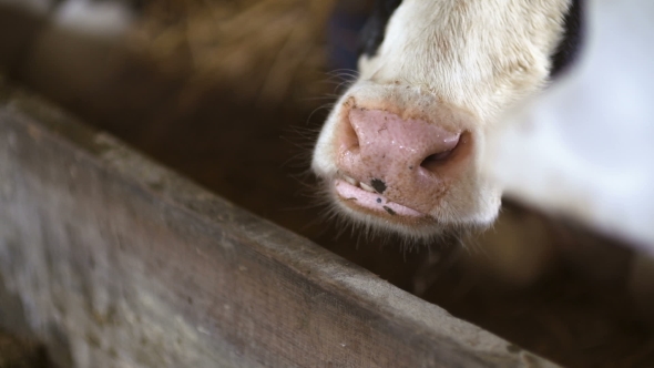 Cow Eating Hay in Farm Barn Agriculture. Dairy Cows in Agricultural Farm Barn. alt