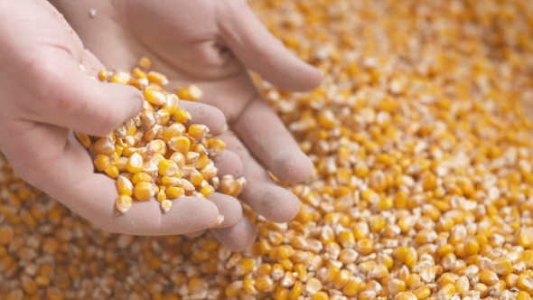 Farmer Hands Showing Freshly Harvested Corn Grains. Agriculture, Corn Harvesting alt