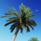 Palm Trees - VideoHive Item for Sale