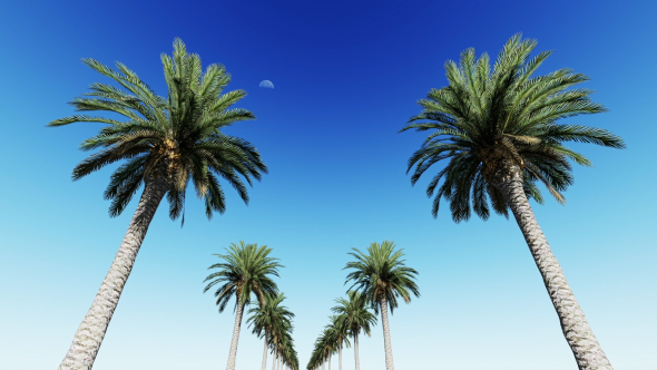 Palm Trees alt