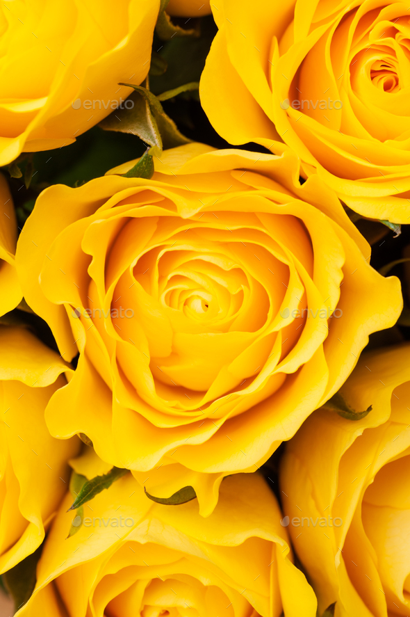 Yellow roses background Stock Photo by sergeyskleznev | PhotoDune