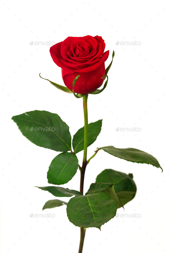 Single red rose on a white background Stock Photo by sergeyskleznev