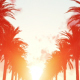 Palm Trees at Sunset - VideoHive Item for Sale