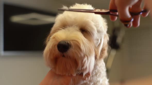 Closeup of Unrecognizable Female Groomer Gently Cutting Face of Obedient Curly Dog Labradoodle By alt