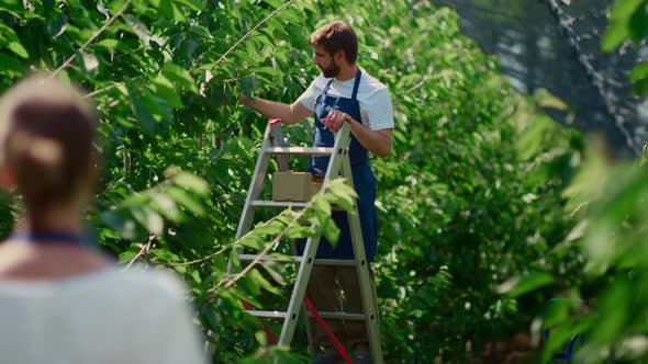 Agronomist Couple Harvesting Cherry Using Farm Ladder in Orchard Greenhouse alt