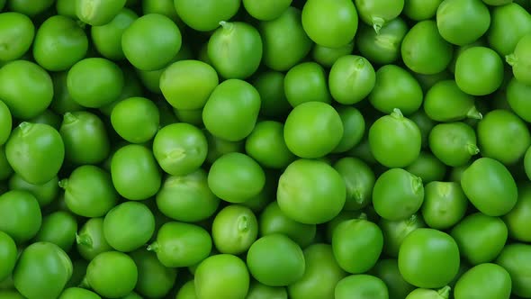 Fresh Sweet Organic Corn Cobs or Maize on wooden table rotating. alt