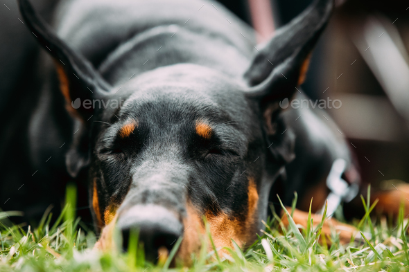 Young, Beautiful, Black And Tan Doberman Resting In Green Grass. - Stock Photo - Images