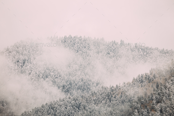 Pines And Spruce, Fir-trees Covered First Snow In Greenwood Fore - Stock Photo - Images