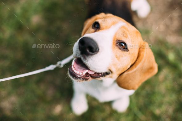 Beautiful Tricolor Puppy Of English Beagle Sitting On Green Gras - Stock Photo - Images