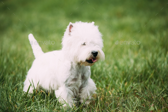 Westie running store