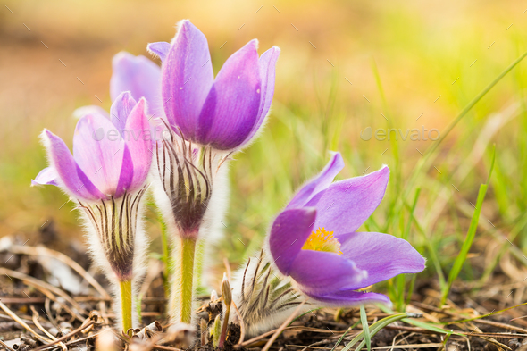 Wild Young Pasqueflower In Early Spring. Flowers Pulsatilla Pat - Stock Photo - Images