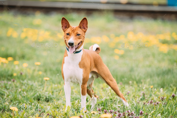 Basenji Kongo Terrier Dog. The Basenji Is A Breed Of Hunting Dog Stock ...