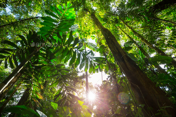 Jungle in Costa Rica - Stock Photo - Images