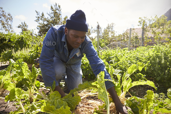 Gardener Working In Community Allotment - Stock Photo - Images