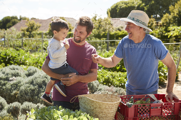 Father With Adult Son And Grandson Working On Allotment Stock Photo by monkeybusiness