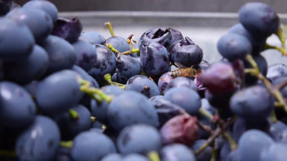 Bee on Grape Harvest Close Up Harvesting for Homemade Wine Organic Fruit