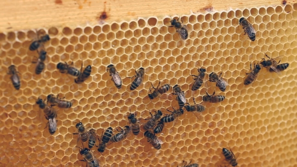 Working Bees on the Honeycomb
