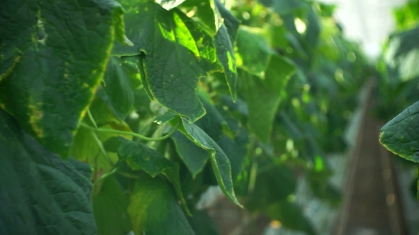 Growing Cucumbers in the Greenhouse By Method of Drip Irrigation. Smooth Camera Movement.