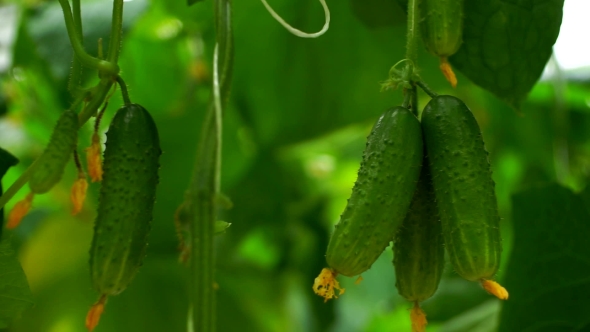 Growing Cucumbers in the Greenhouse By Method of Drip Irrigation. Smooth Camera Movement.