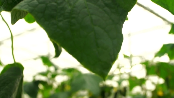 Growing Cucumbers in the Greenhouse By Method of Drip Irrigation. Smooth Camera Movement.