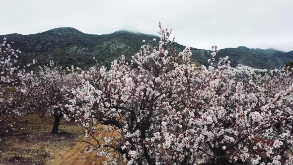 Almond Blossom in the Province of Alicante in February 2018. Spain
