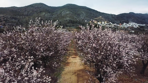 Almond Blossom in the Province of Alicante in February 2018. Spain