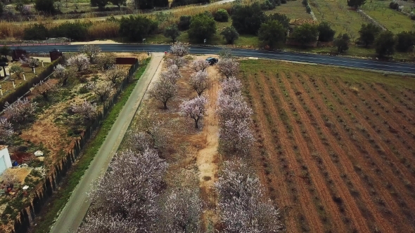 Almond Blossom in the Province of Alicante in February 2018 in Spain
