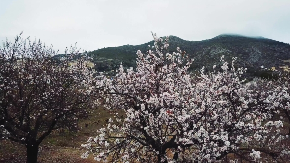 Almond Blossom in the Province of Alicante 