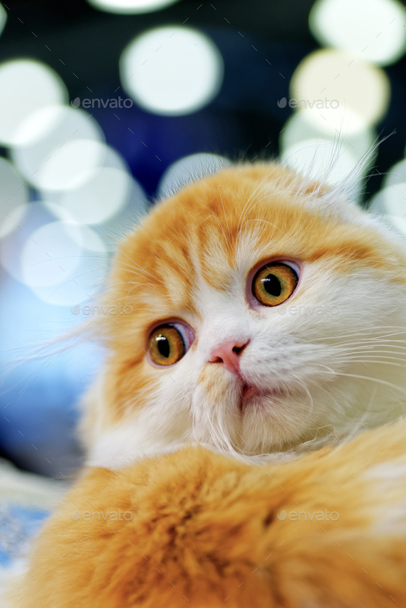 Young Scottish Fold cat - Stock Photo - Images