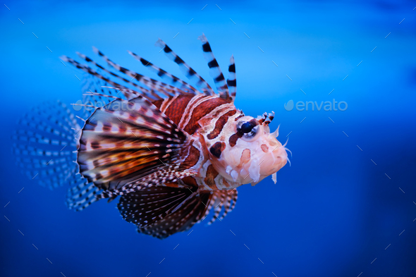 Lionfish - Stock Photo - Images