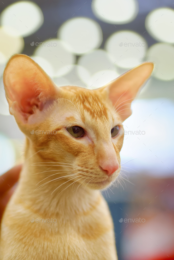 Young Red Oriental Cat Stock Photo By Sergeyskleznev Photodune