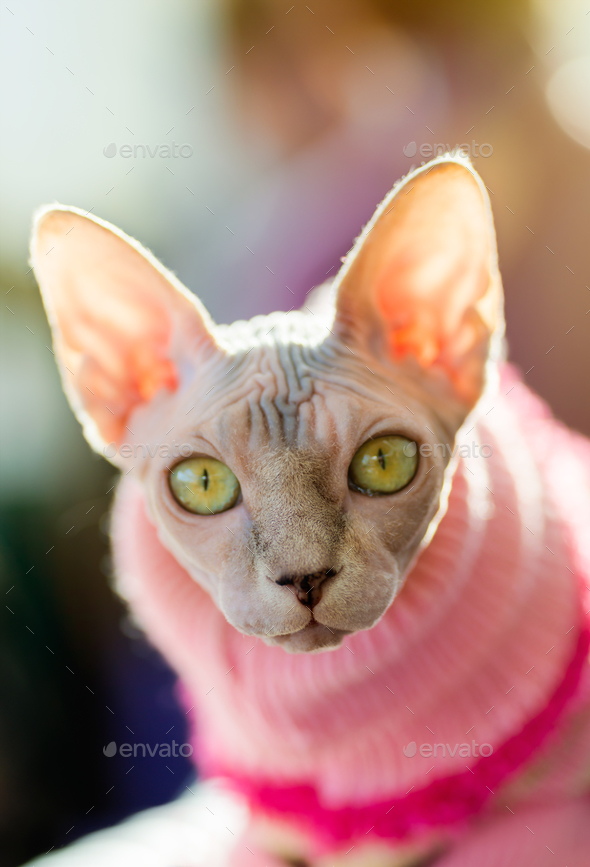 Sphynx cat - Stock Photo - Images