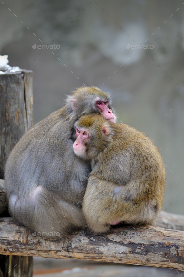 Pair of monkeys - Stock Photo - Images