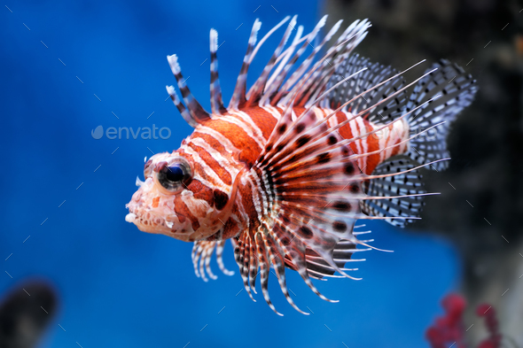 Lionfish (Pterois mombasae) in a Moscow Zoo aquarium - Stock Photo - Images