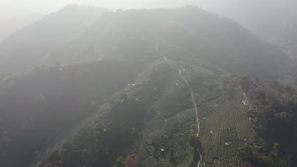 Tea plantation in hangzhou china alt