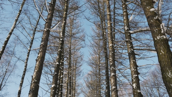 Conifers in Winter Growing in the Form of an Alley alt