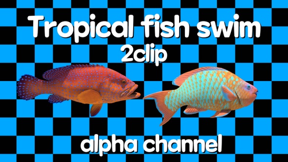 Tropical Fish 2Clip Loop Alpha