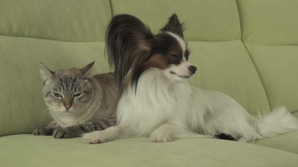 Dog Papillon Lies next to Cat alt