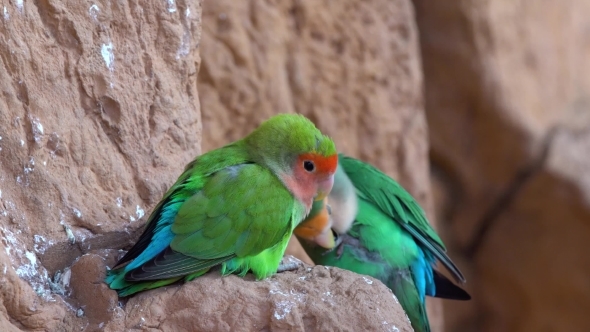 Small Parrot in the National Park