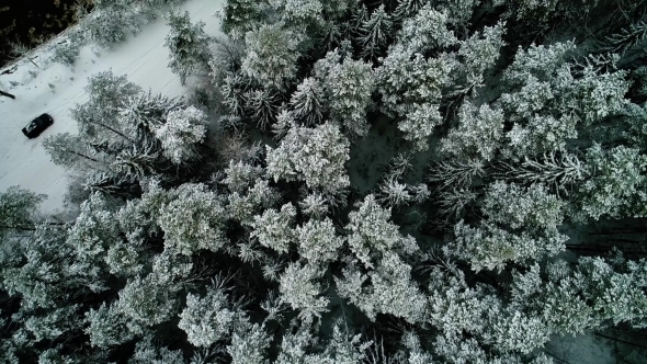 Aerial View of Car Moving in Winter Forest