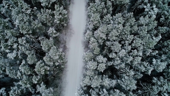 Aerial View of Winter Snowy Forest