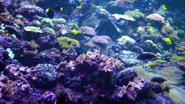 Underwater World - Sea, Ocean, Fish, Coral