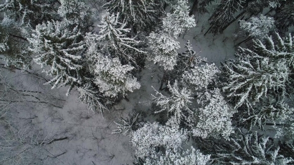 Aerial View of Winter Snowy Forest