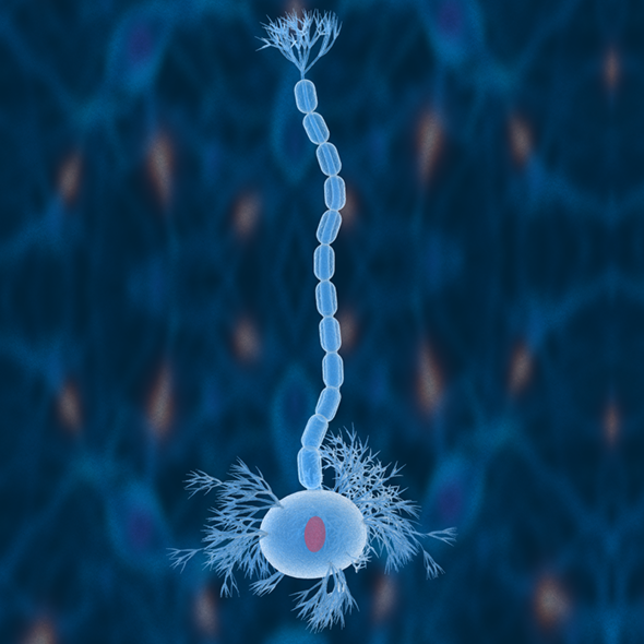 Nerve Cells Neuron - 3Docean 21490443