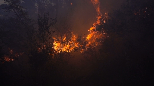 Fire Storm in the Forest at Dusk alt