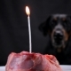 A Festive Piece of Meat with Burning Candle in for the Dogs in Honor of Her Birthday - VideoHive Item for Sale