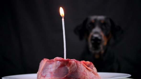 A Festive Piece of Meat with Burning Candle in for the Dogs in Honor of Her Birthday alt